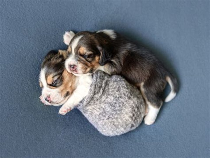 33 Photos That Prove That Dogs Are Such Delightful Weirdos