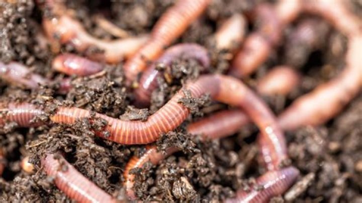 Prepare for an Invasion of Hammerhead Worms in the South — Best Life